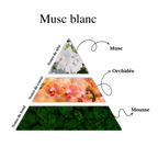 Musc blanc